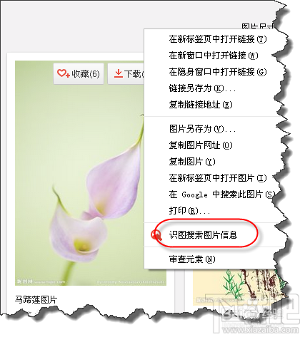 圖片也可以搜索談百度識圖功能識別花的名稱