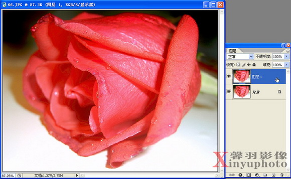 快速將紅玫瑰變成藍玫瑰效果簡單教程