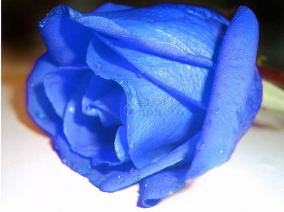 快速將紅玫瑰變成藍玫瑰效果簡單教程