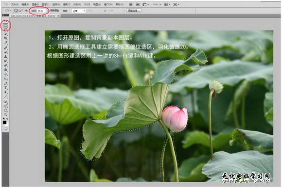 Photoshop簡單虛化荷花圖片背景突出主體