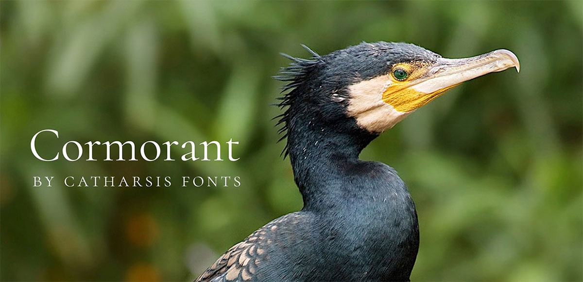cormorant (1)